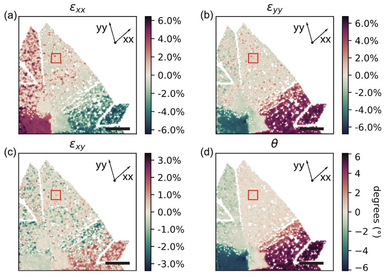 Strain and rotation maps of a MoS2 thin film nanostructure